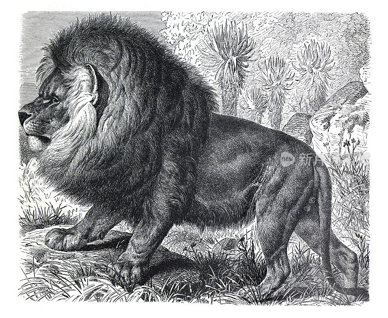 年份狮(Felis leo)或好望角狮。野生动物。非洲。手绘野生狮子插图。复古的风格。